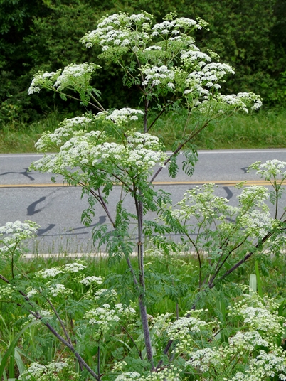 {Conium maculatum}